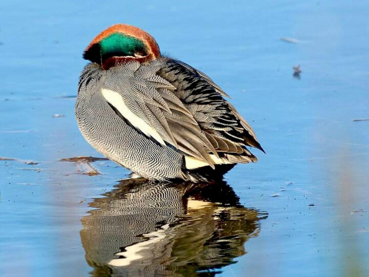 Pass The Keys Goose Feather Barn, Wedmore Luxury Cottage For Two Buitenkant foto